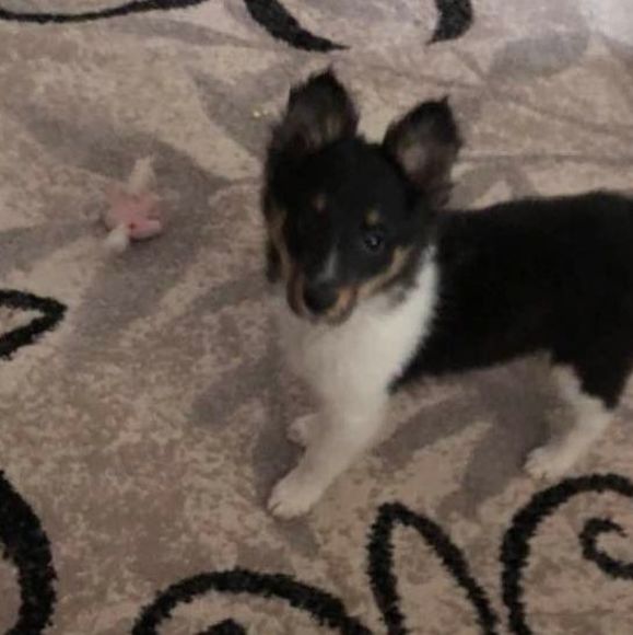 Meet your Posher, Robin - Picture 1 of 1